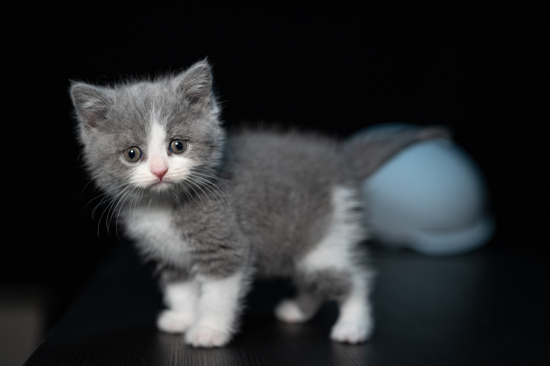 Picture of Kitten